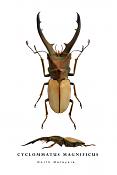 cyclommatus magnificus